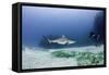 Caribbean Reef Shark, and Diver, Jardines De La Reina National Park-Pete Oxford-Framed Stretched Canvas