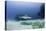 Caribbean Reef Shark, and Diver, Jardines De La Reina National Park-Pete Oxford-Stretched Canvas