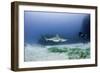 Caribbean Reef Shark, and Diver, Jardines De La Reina National Park-Pete Oxford-Framed Photographic Print