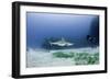 Caribbean Reef Shark, and Diver, Jardines De La Reina National Park-Pete Oxford-Framed Photographic Print