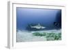 Caribbean Reef Shark, and Diver, Jardines De La Reina National Park-Pete Oxford-Framed Photographic Print