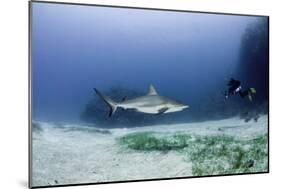 Caribbean Reef Shark, and Diver, Jardines De La Reina National Park-Pete Oxford-Mounted Photographic Print