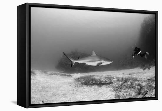 Caribbean Reef Shark, and Diver, Jardines De La Reina National Park-Pete Oxford-Framed Stretched Canvas