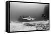 Caribbean Reef Shark, and Diver, Jardines De La Reina National Park-Pete Oxford-Framed Stretched Canvas