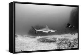 Caribbean Reef Shark, and Diver, Jardines De La Reina National Park-Pete Oxford-Framed Stretched Canvas