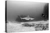 Caribbean Reef Shark, and Diver, Jardines De La Reina National Park-Pete Oxford-Stretched Canvas