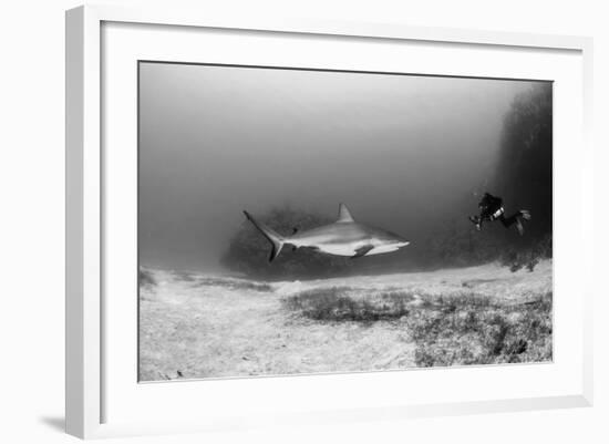 Caribbean Reef Shark, and Diver, Jardines De La Reina National Park-Pete Oxford-Framed Photographic Print