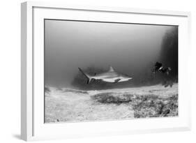 Caribbean Reef Shark, and Diver, Jardines De La Reina National Park-Pete Oxford-Framed Photographic Print