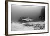 Caribbean Reef Shark, and Diver, Jardines De La Reina National Park-Pete Oxford-Framed Photographic Print