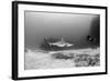 Caribbean Reef Shark, and Diver, Jardines De La Reina National Park-Pete Oxford-Framed Photographic Print