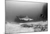 Caribbean Reef Shark, and Diver, Jardines De La Reina National Park-Pete Oxford-Mounted Photographic Print