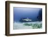 Caribbean Reef Shark, and Diver, Jardines De La Reina National Park-Pete Oxford-Framed Photographic Print