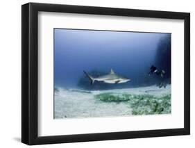 Caribbean Reef Shark, and Diver, Jardines De La Reina National Park-Pete Oxford-Framed Photographic Print