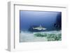 Caribbean Reef Shark, and Diver, Jardines De La Reina National Park-Pete Oxford-Framed Photographic Print