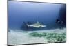 Caribbean Reef Shark, and Diver, Jardines De La Reina National Park-Pete Oxford-Mounted Photographic Print