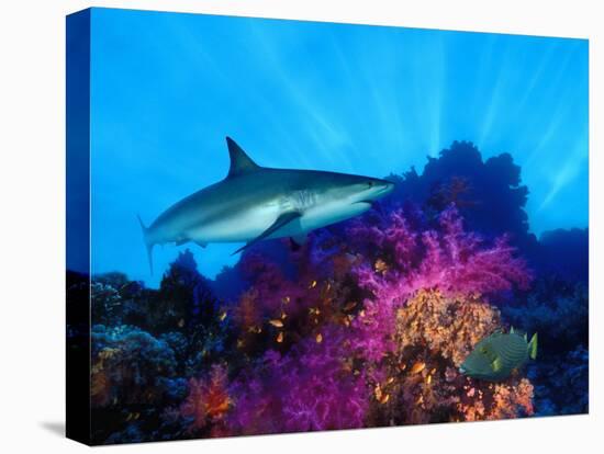 Caribbean Reef Shark and Soft Corals in the Ocean-null-Stretched Canvas