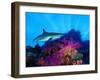 Caribbean Reef Shark and Soft Corals in the Ocean-null-Framed Photographic Print