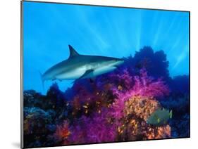 Caribbean Reef Shark and Soft Corals in the Ocean-null-Mounted Photographic Print