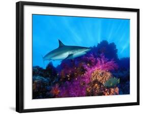 Caribbean Reef Shark and Soft Corals in the Ocean-null-Framed Photographic Print