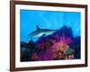 Caribbean Reef Shark and Soft Corals in the Ocean-null-Framed Photographic Print