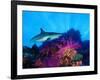 Caribbean Reef Shark and Soft Corals in the Ocean-null-Framed Photographic Print