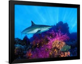 Caribbean Reef Shark and Soft Corals in the Ocean-null-Framed Photographic Print