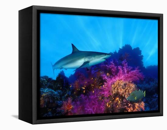 Caribbean Reef Shark and Soft Corals in the Ocean-null-Framed Stretched Canvas