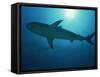 Caribbean Reef Shark, Bahamas, West Indies, Atlantic Ocean, Central America-Murray Louise-Framed Stretched Canvas