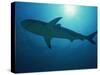 Caribbean Reef Shark, Bahamas, West Indies, Atlantic Ocean, Central America-Murray Louise-Stretched Canvas