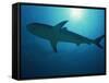 Caribbean Reef Shark, Bahamas, West Indies, Atlantic Ocean, Central America-Murray Louise-Framed Stretched Canvas