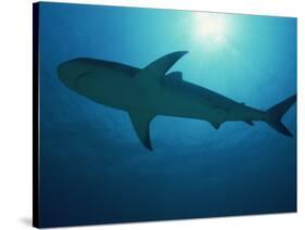 Caribbean Reef Shark, Bahamas, West Indies, Atlantic Ocean, Central America-Murray Louise-Stretched Canvas