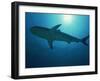 Caribbean Reef Shark, Bahamas, West Indies, Atlantic Ocean, Central America-Murray Louise-Framed Photographic Print