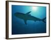 Caribbean Reef Shark, Bahamas, West Indies, Atlantic Ocean, Central America-Murray Louise-Framed Photographic Print