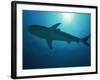 Caribbean Reef Shark, Bahamas, West Indies, Atlantic Ocean, Central America-Murray Louise-Framed Photographic Print