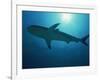 Caribbean Reef Shark, Bahamas, West Indies, Atlantic Ocean, Central America-Murray Louise-Framed Photographic Print