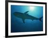 Caribbean Reef Shark, Bahamas, West Indies, Atlantic Ocean, Central America-Murray Louise-Framed Photographic Print