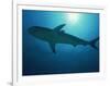 Caribbean Reef Shark, Bahamas, West Indies, Atlantic Ocean, Central America-Murray Louise-Framed Photographic Print