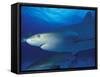 Caribbean Reef Shark, Bahamas-Michele Westmorland-Framed Stretched Canvas