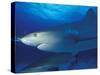 Caribbean Reef Shark, Bahamas-Michele Westmorland-Stretched Canvas