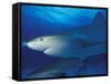 Caribbean Reef Shark, Bahamas-Michele Westmorland-Framed Stretched Canvas