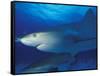 Caribbean Reef Shark, Bahamas-Michele Westmorland-Framed Stretched Canvas