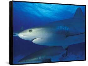 Caribbean Reef Shark, Bahamas-Michele Westmorland-Framed Stretched Canvas