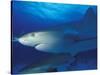 Caribbean Reef Shark, Bahamas-Michele Westmorland-Stretched Canvas