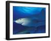Caribbean Reef Shark, Bahamas-Michele Westmorland-Framed Premium Photographic Print