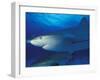 Caribbean Reef Shark, Bahamas-Michele Westmorland-Framed Premium Photographic Print