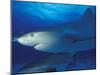 Caribbean Reef Shark, Bahamas-Michele Westmorland-Mounted Premium Photographic Print