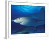 Caribbean Reef Shark, Bahamas-Michele Westmorland-Framed Photographic Print