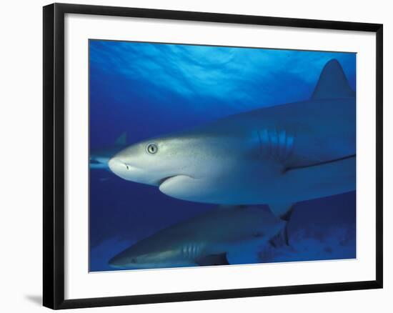 Caribbean Reef Shark, Bahamas-Michele Westmorland-Framed Photographic Print