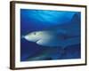 Caribbean Reef Shark, Bahamas-Michele Westmorland-Framed Photographic Print