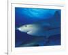 Caribbean Reef Shark, Bahamas-Michele Westmorland-Framed Photographic Print